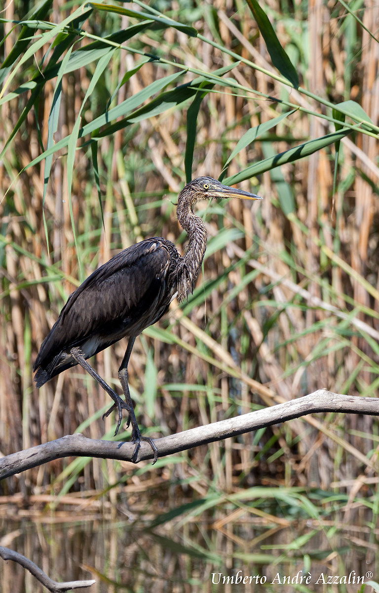 Airone Oasi della Bruschera