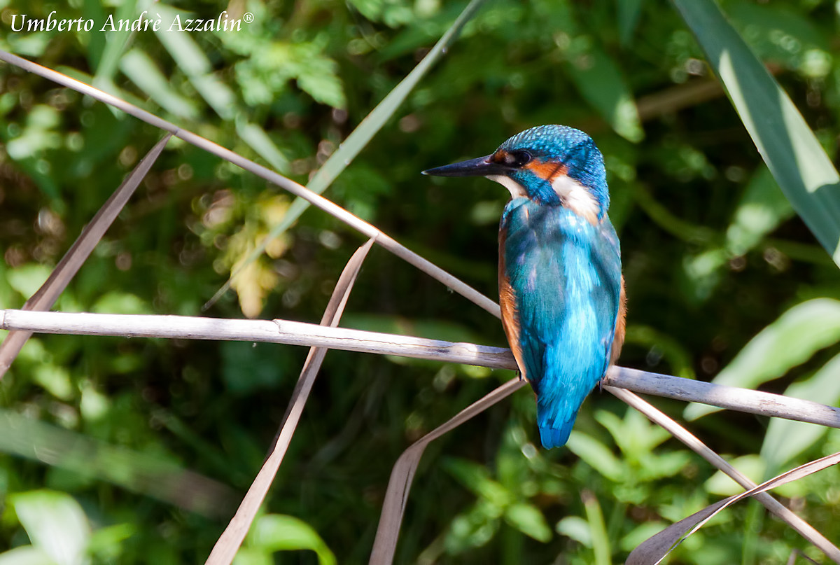 Martino Oasi della Bruschera 1