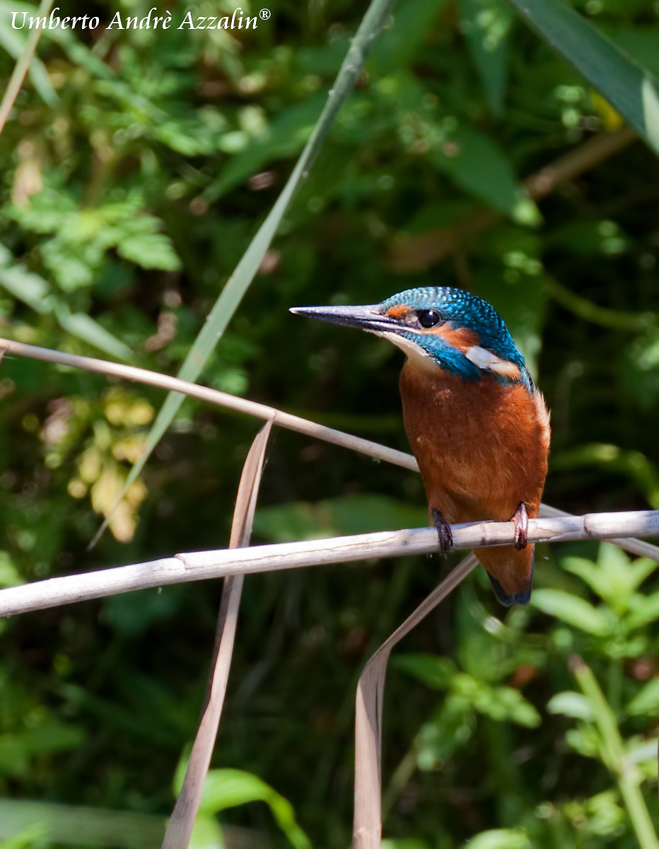 Martino Oasi della Bruschera 2