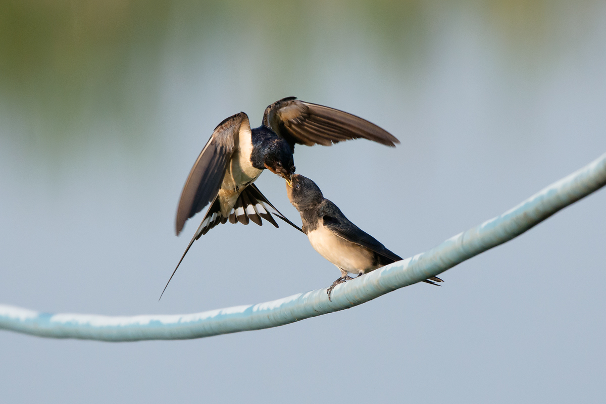 Generazione dopo generazione (Rondine)