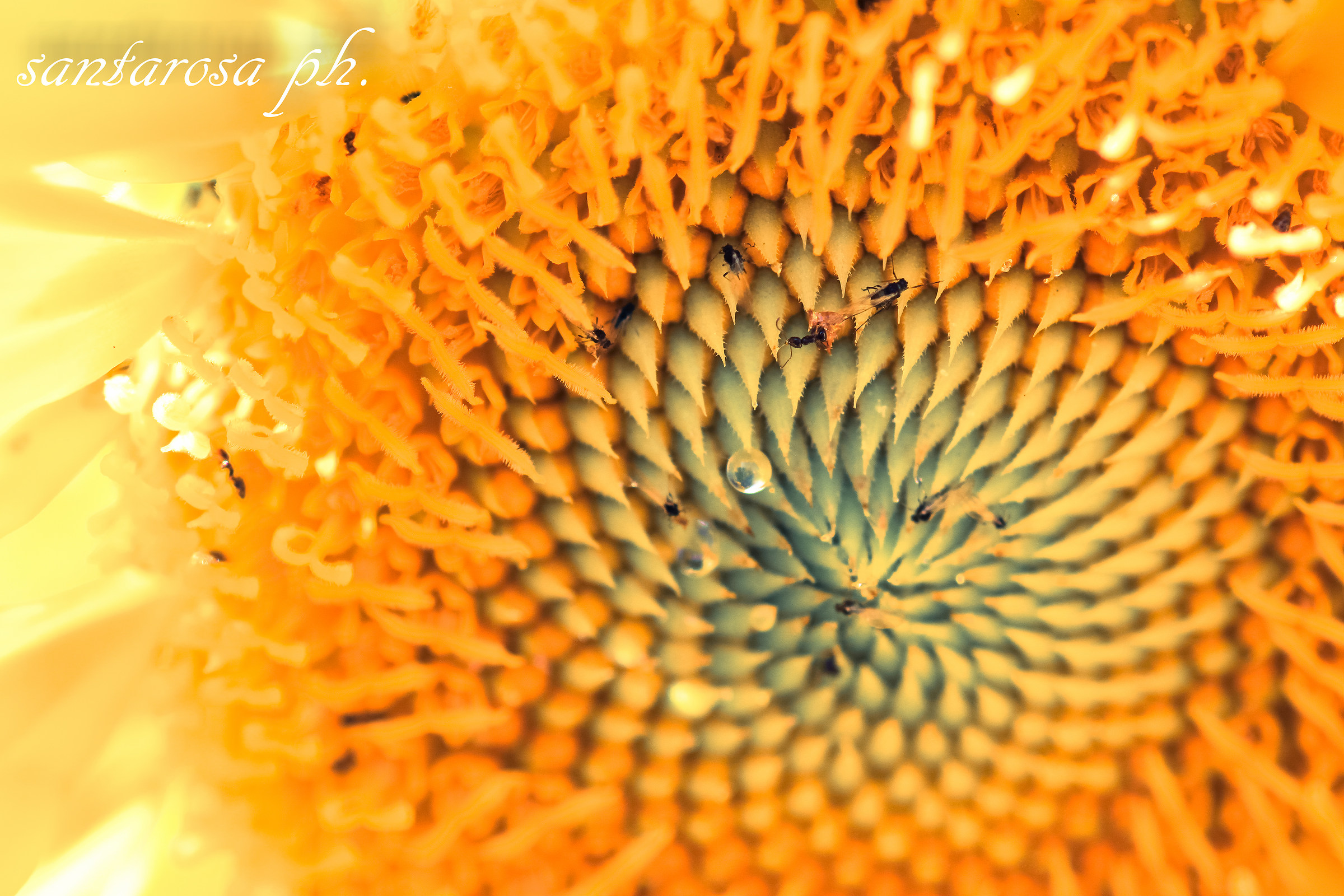 girasole