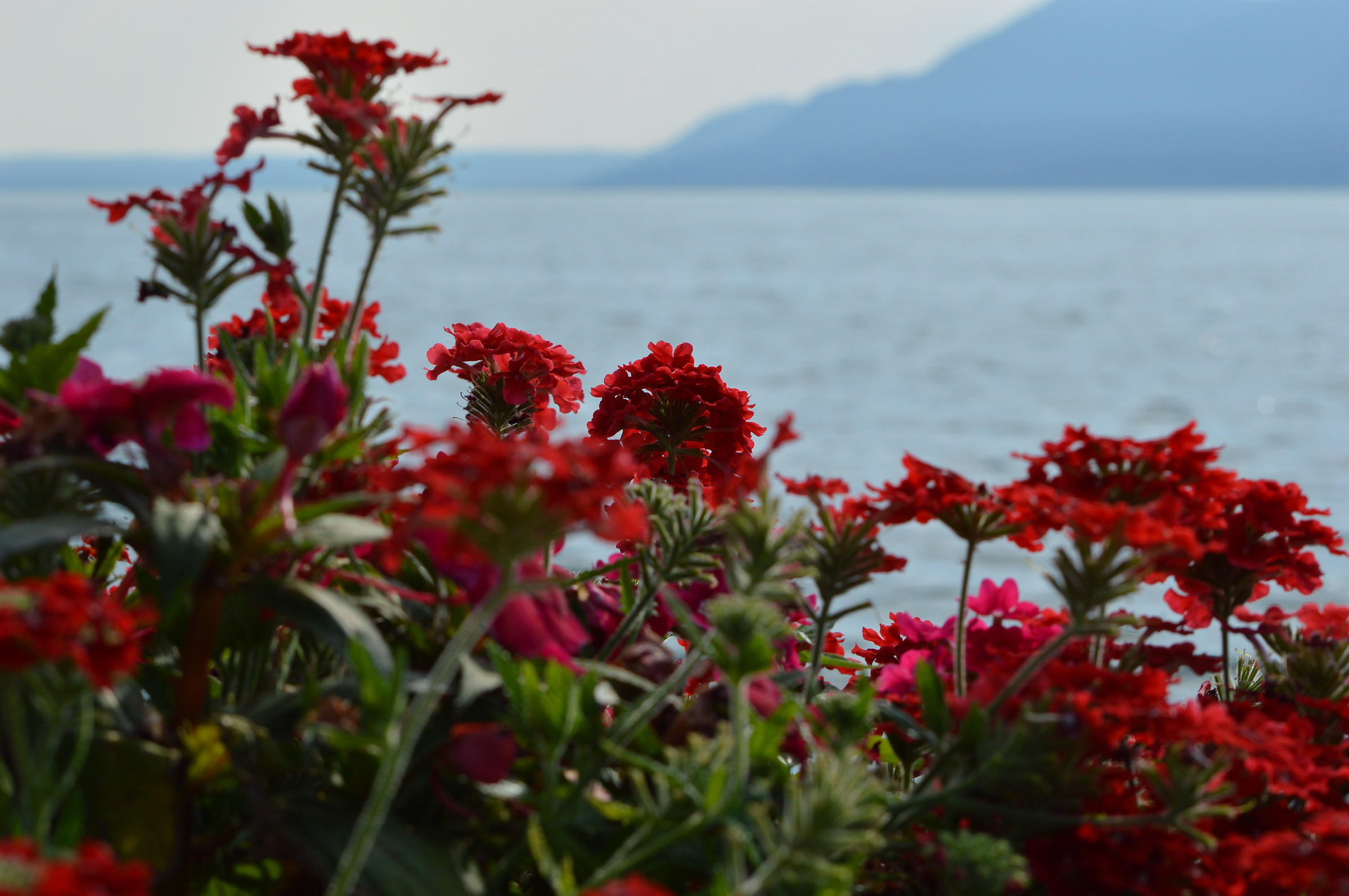 Flowers with lake