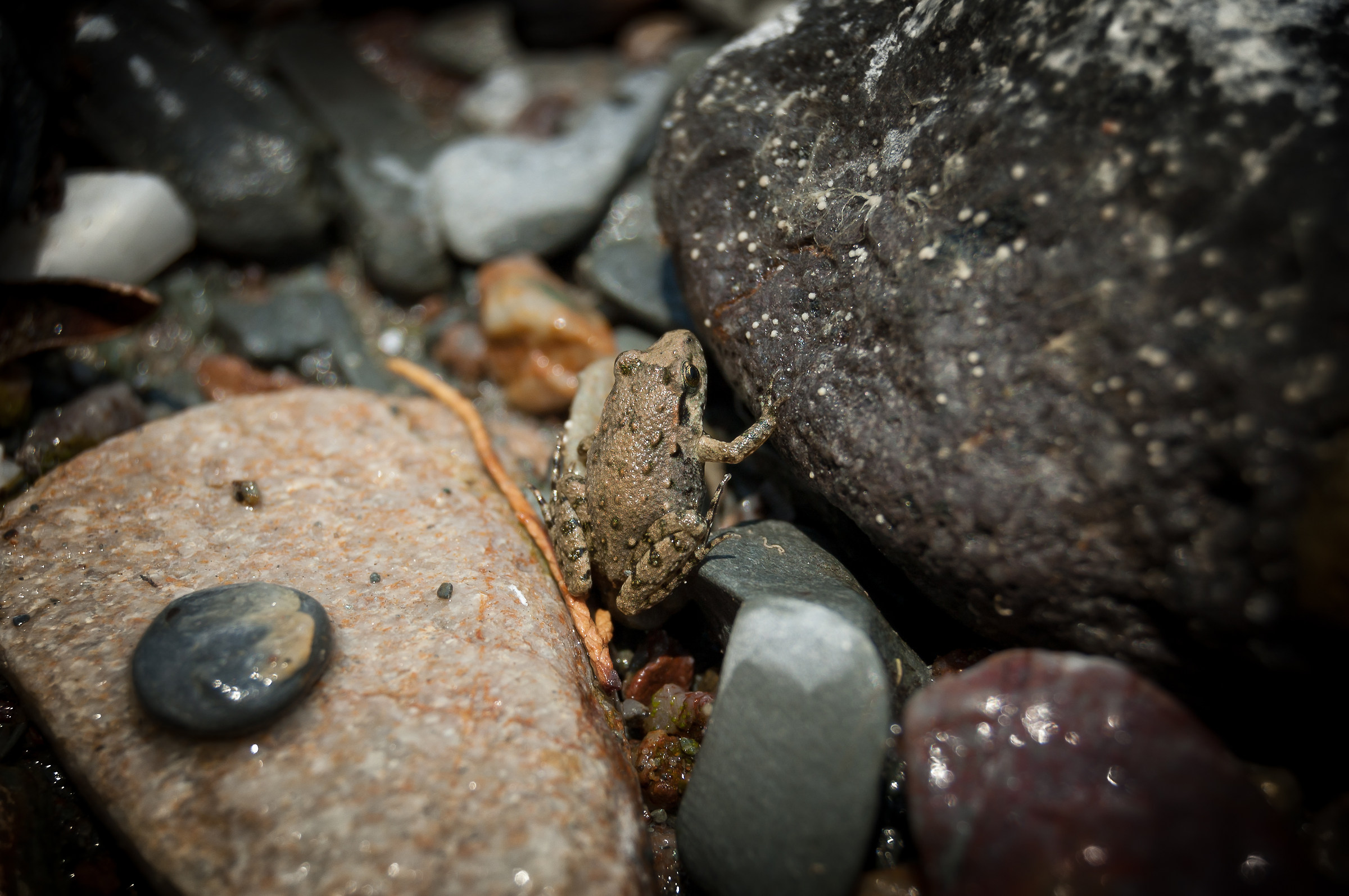 ...piccola piccola..