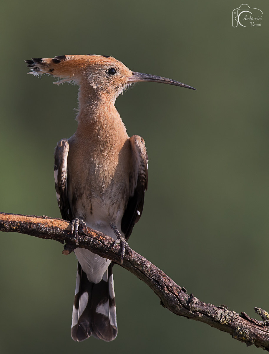 Hoopoe