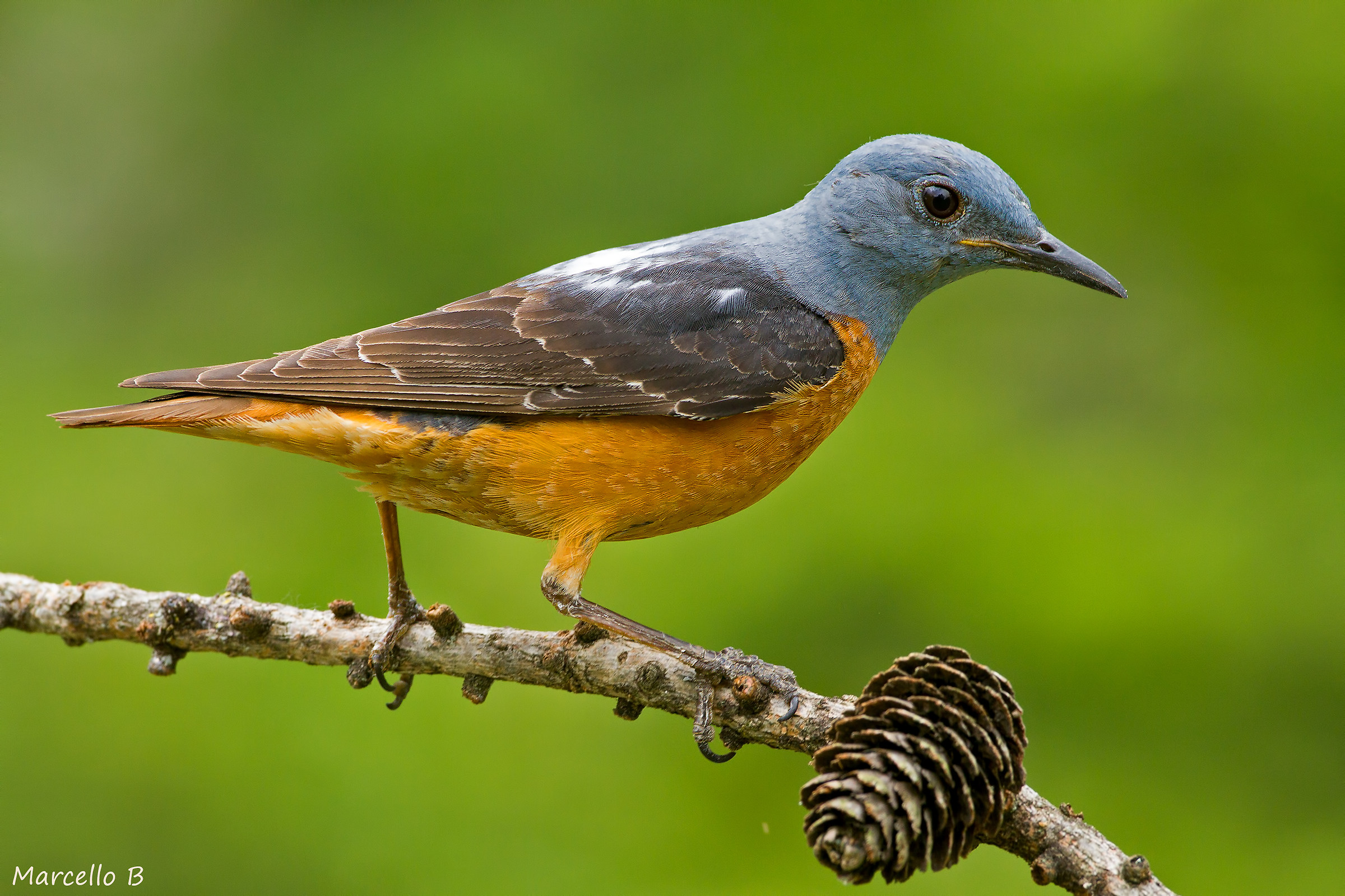 Codirossone - Alpi Apuane .