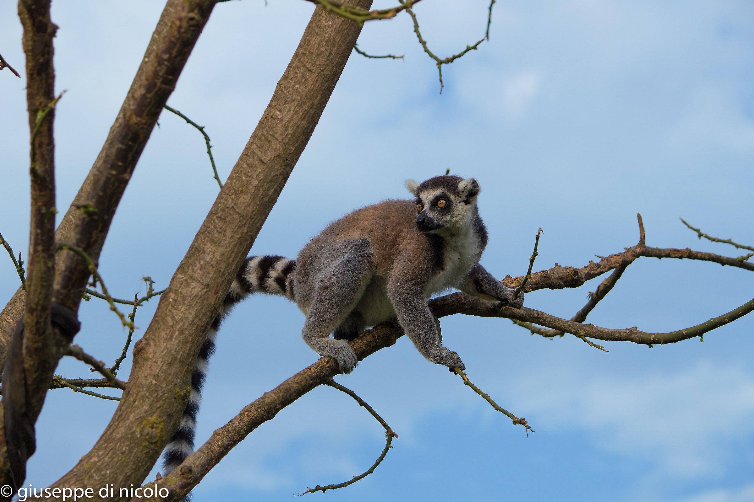 lemur on tree