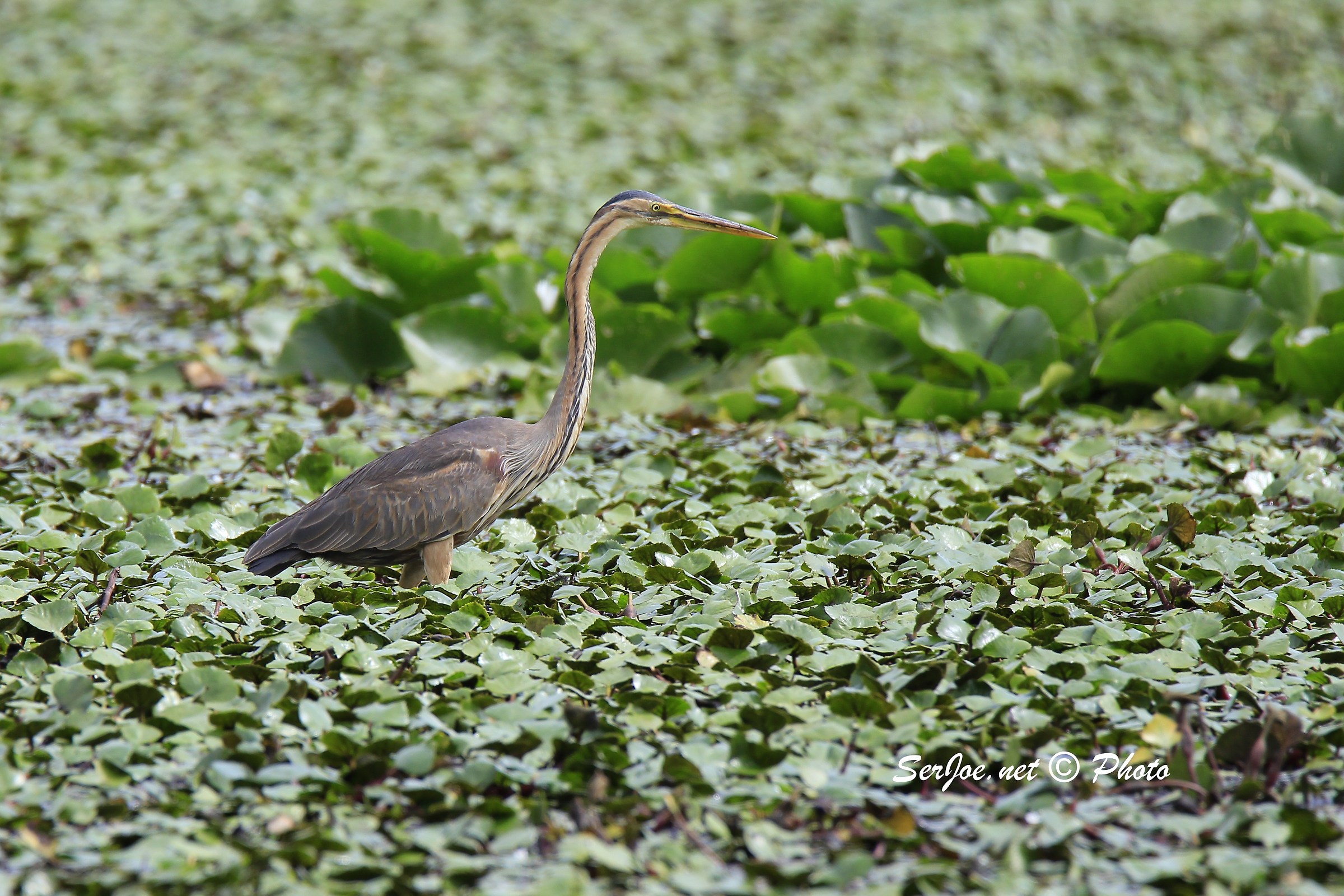 Purple Heron