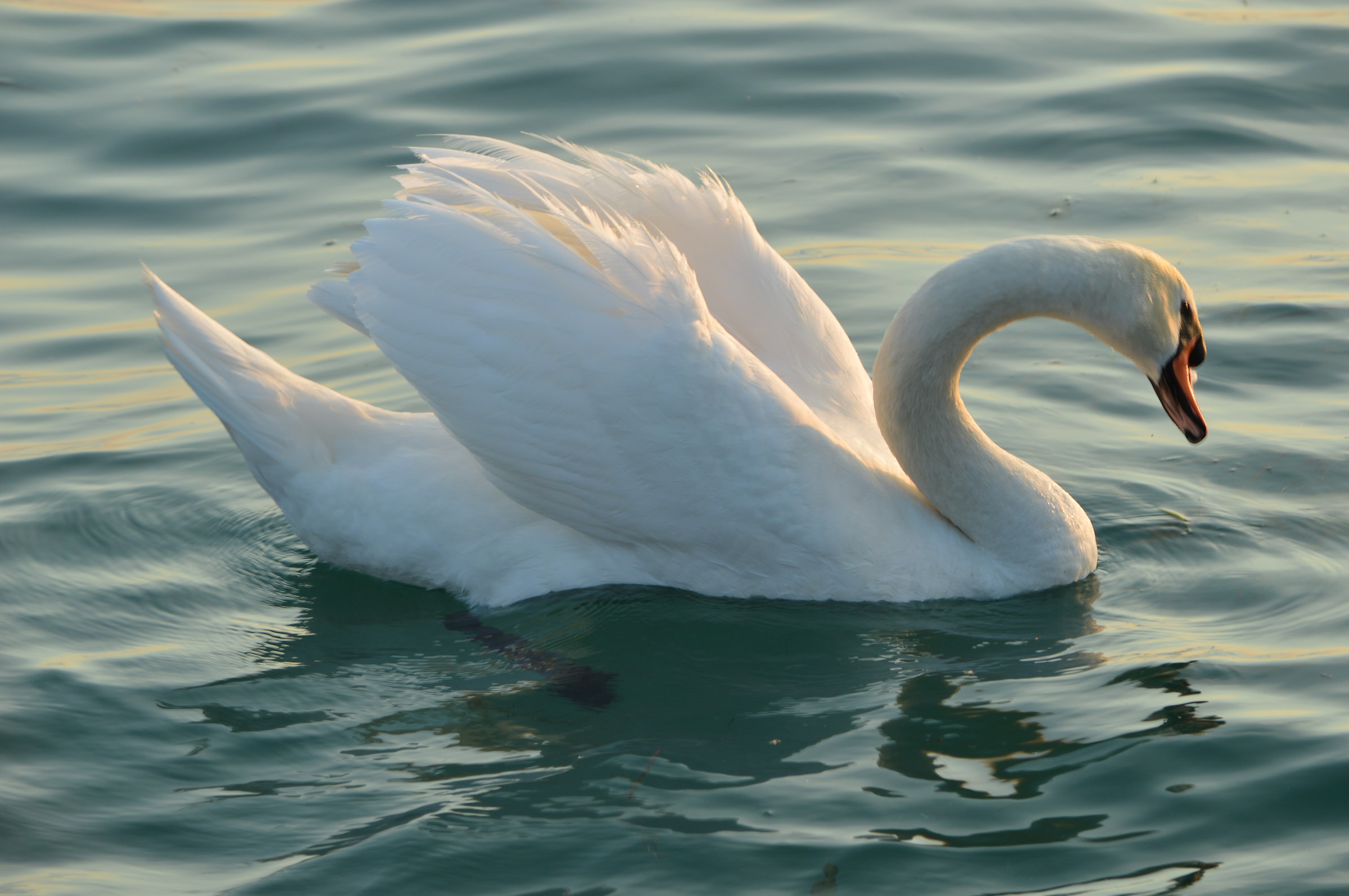 Swan Lake Garda