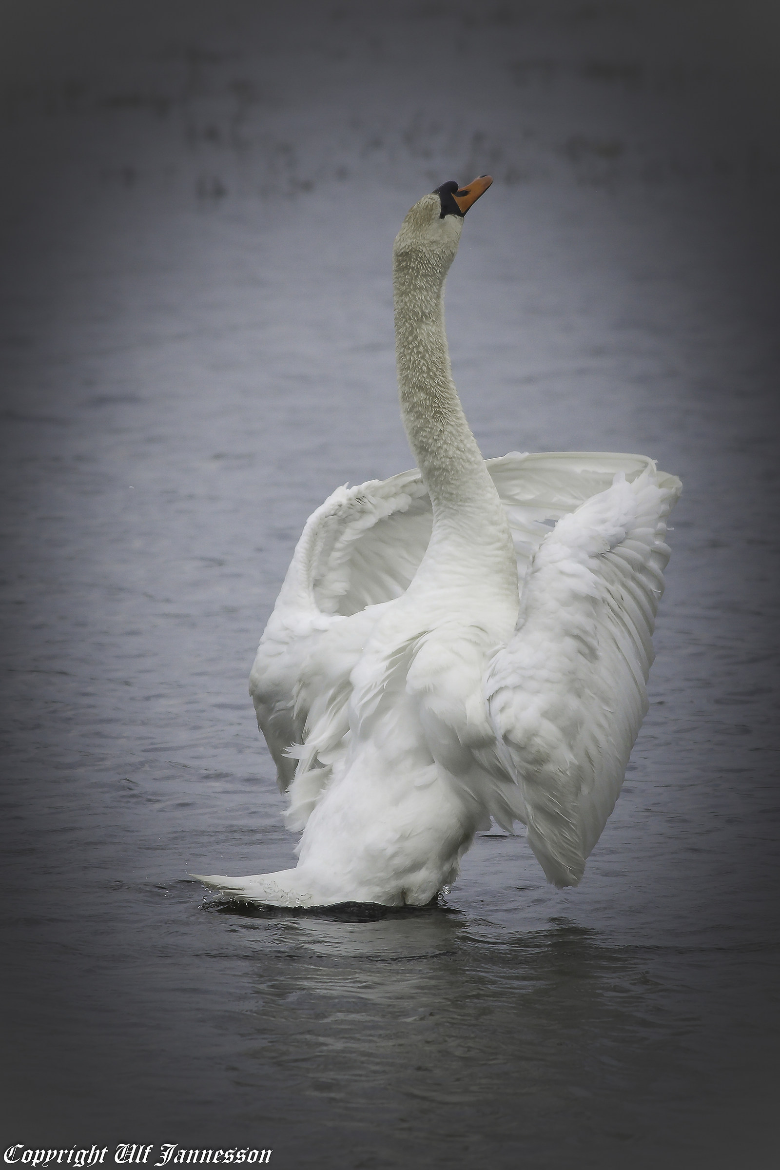 Mute Swan