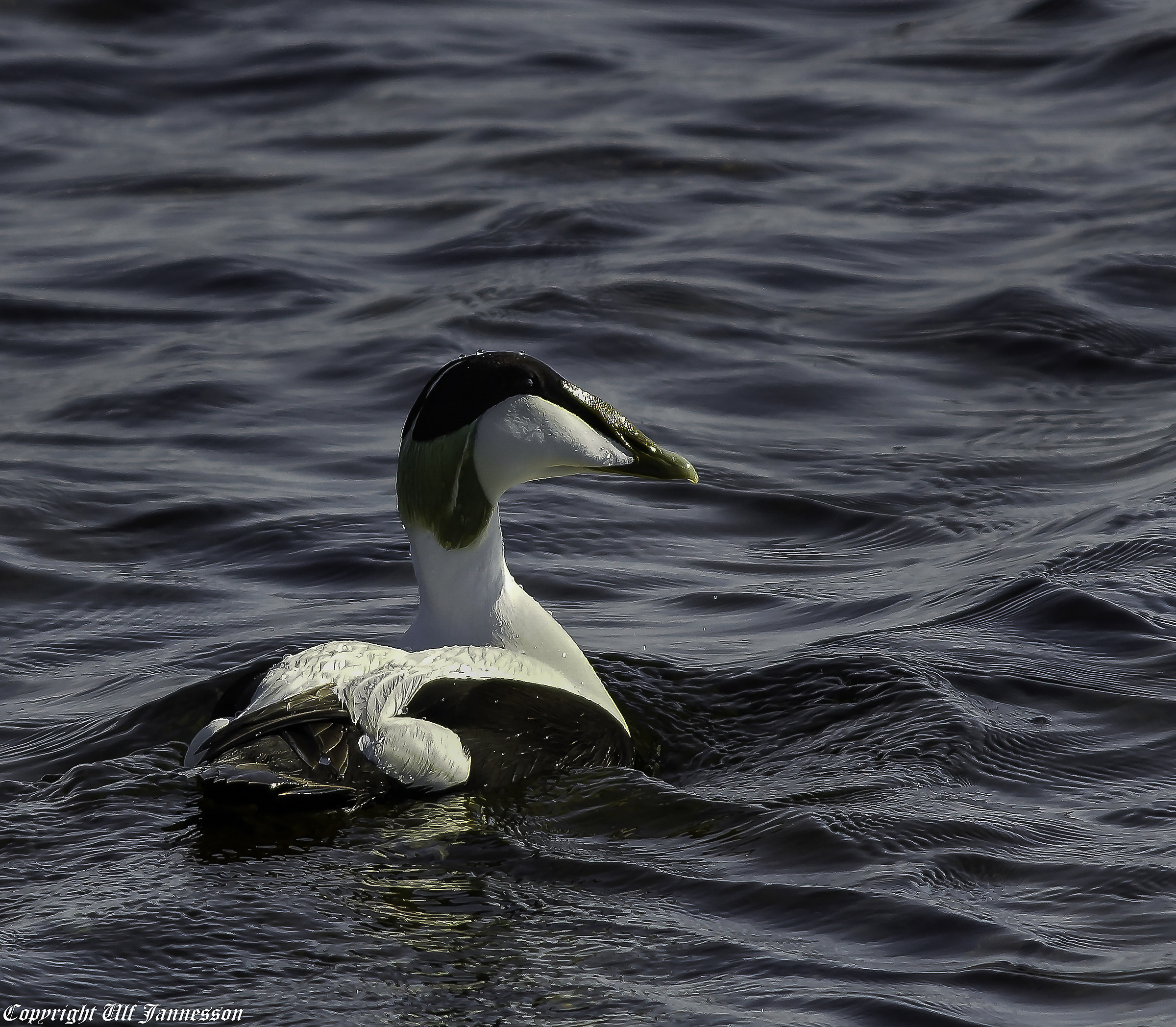 Eider (Male)