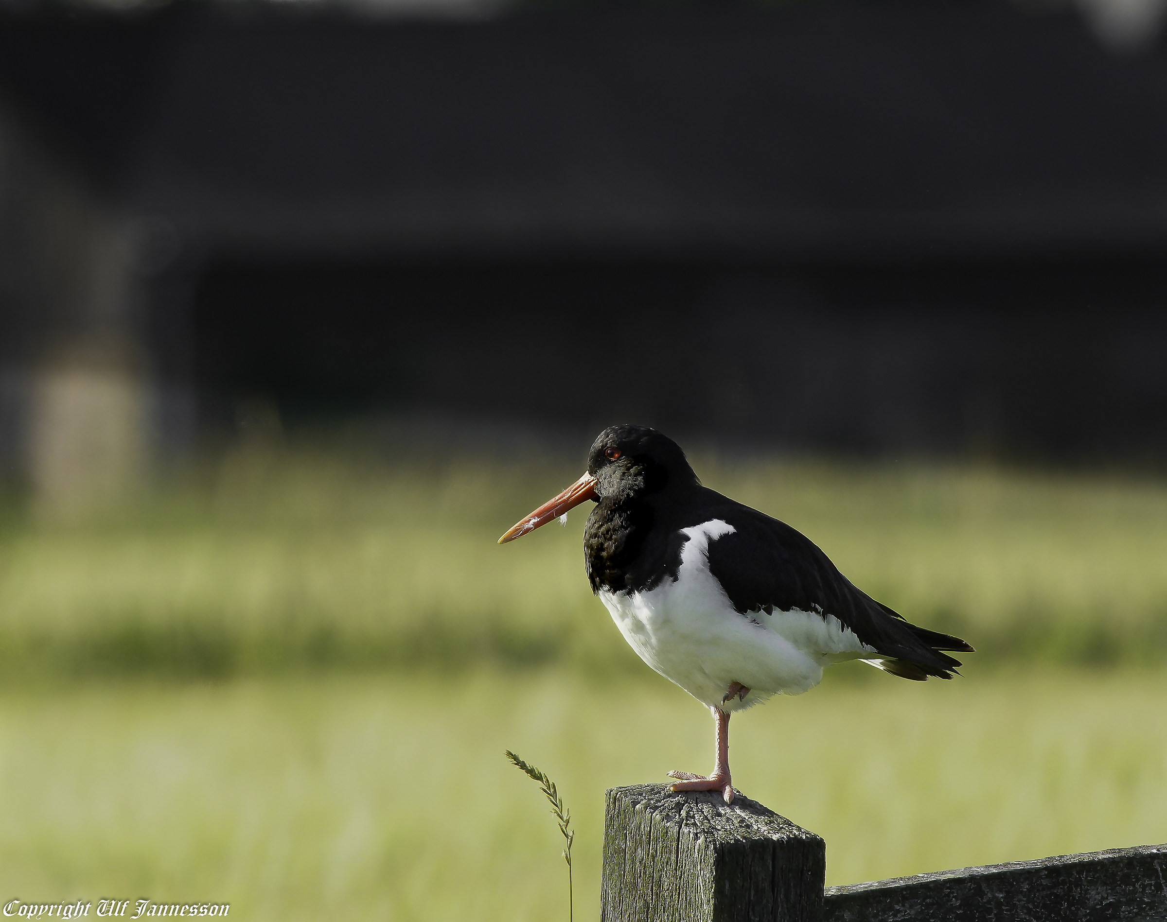 Oyster Catcher