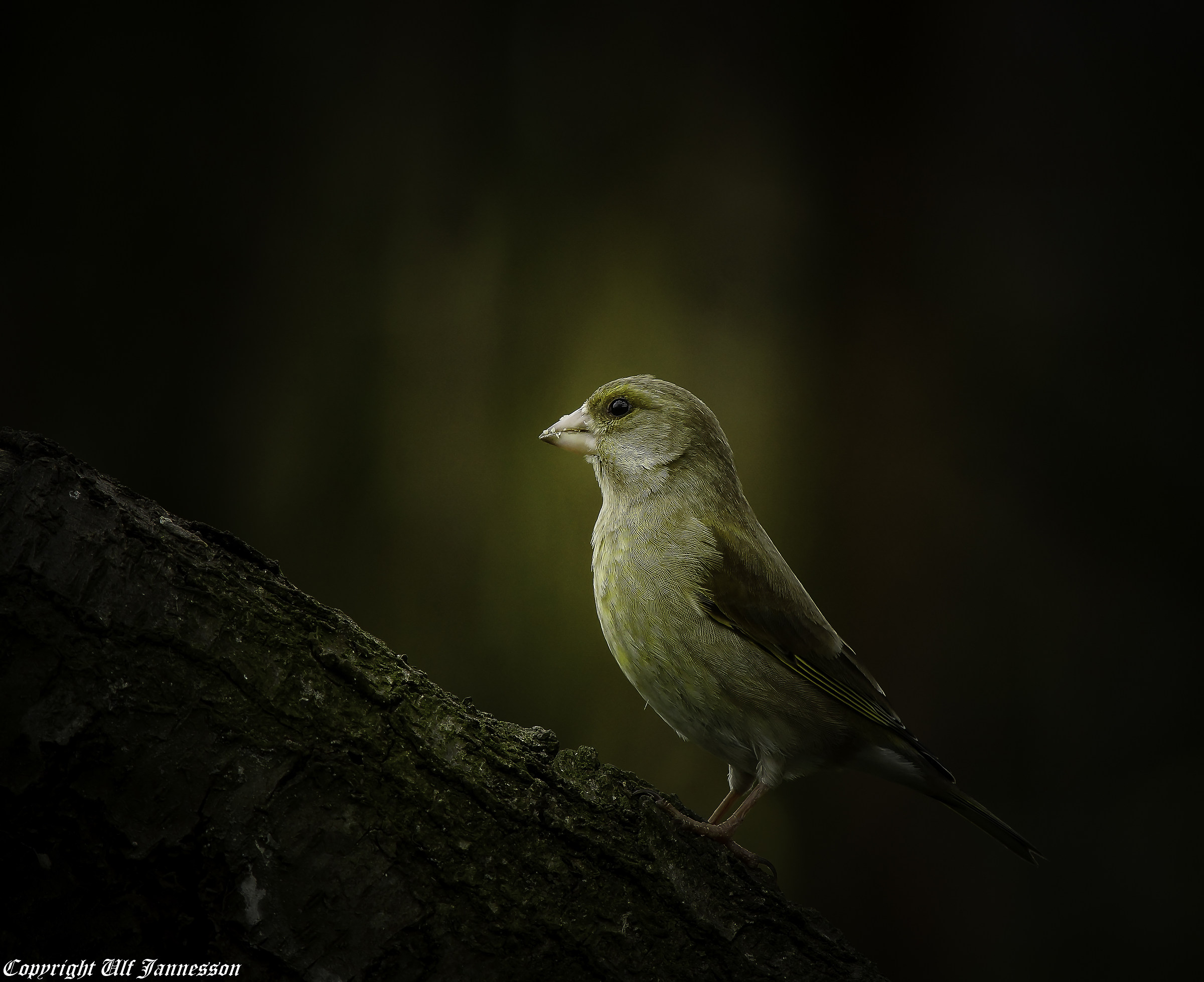 Greenfinch