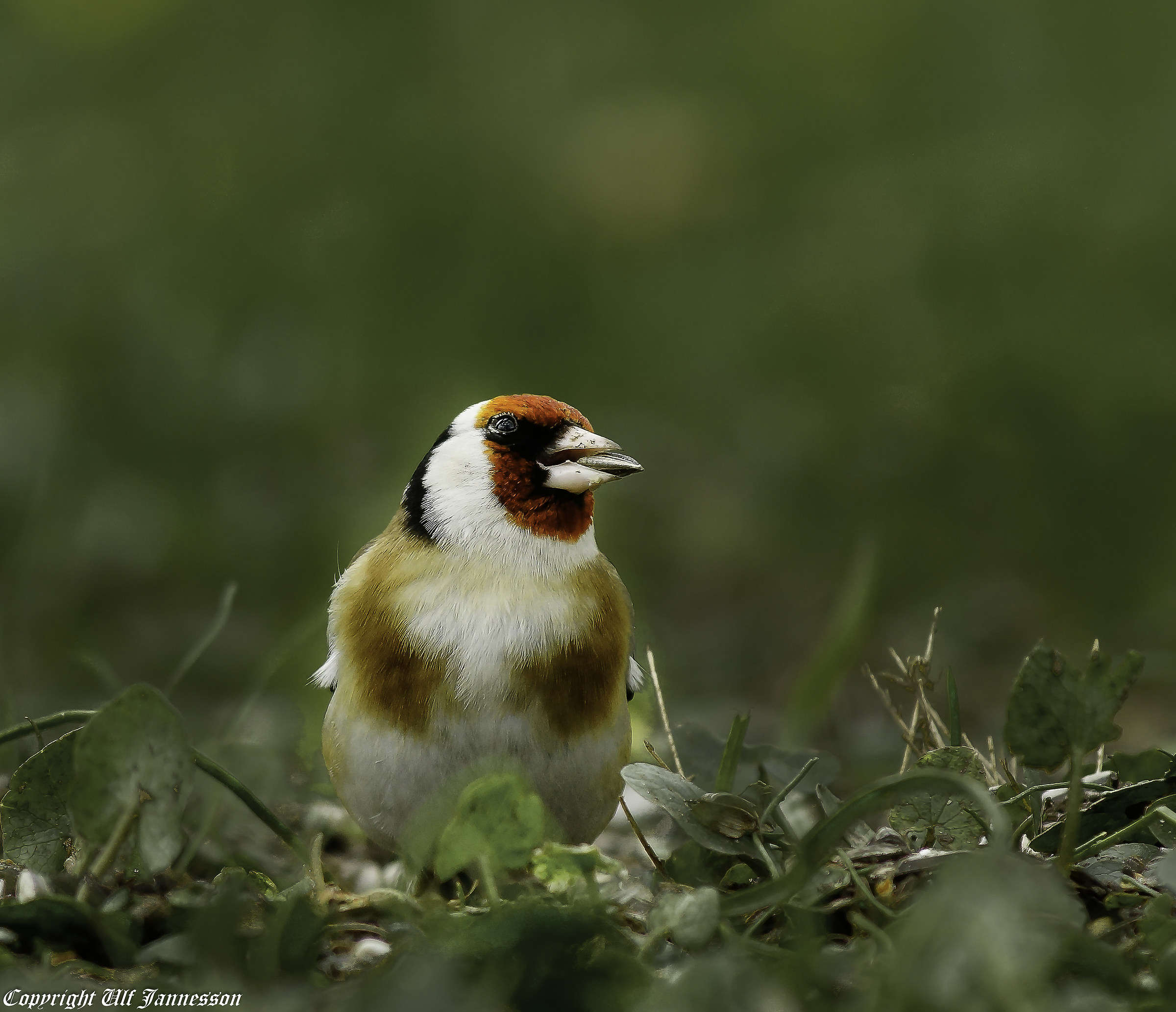 Goldfinch