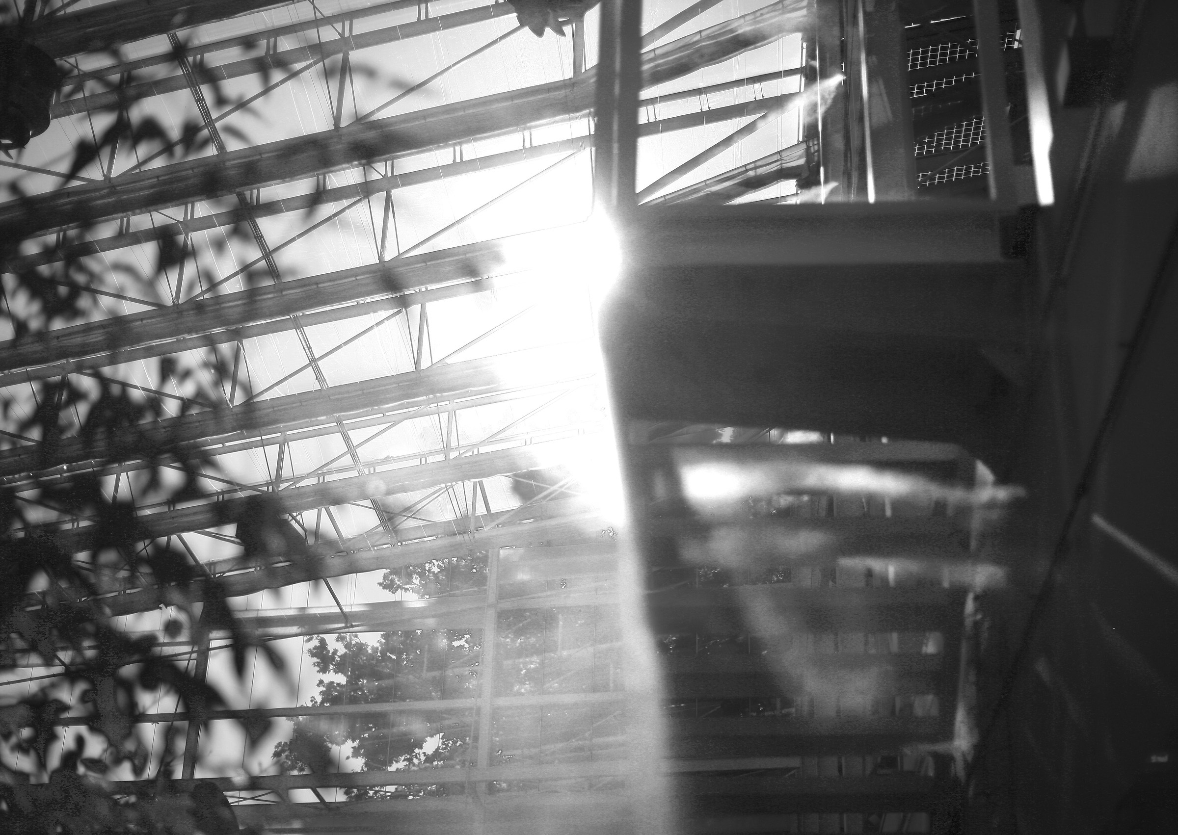 botanical garden of Padova