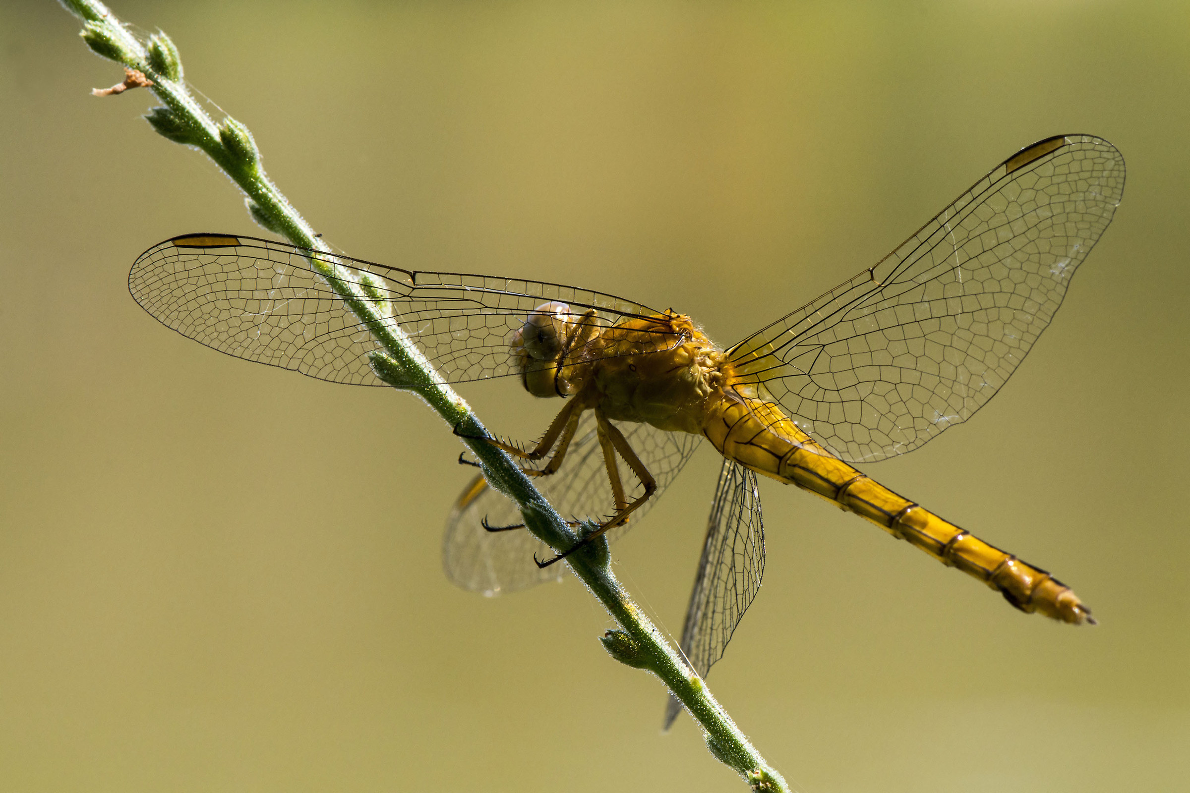 Graceful dragonfly
