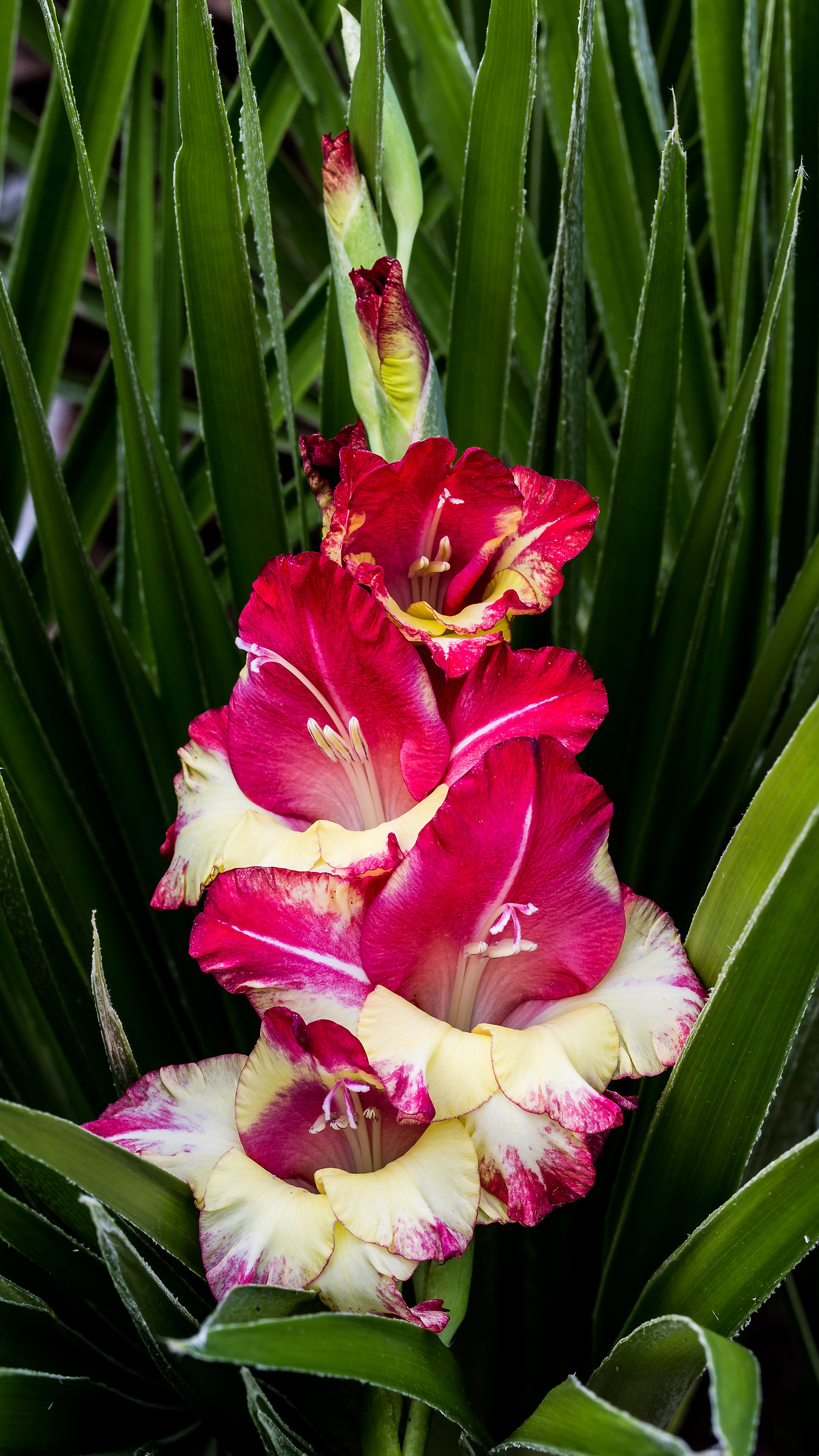 composition unlikely