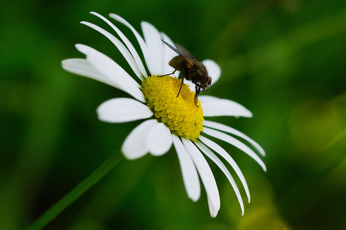 Fly on Daisy
