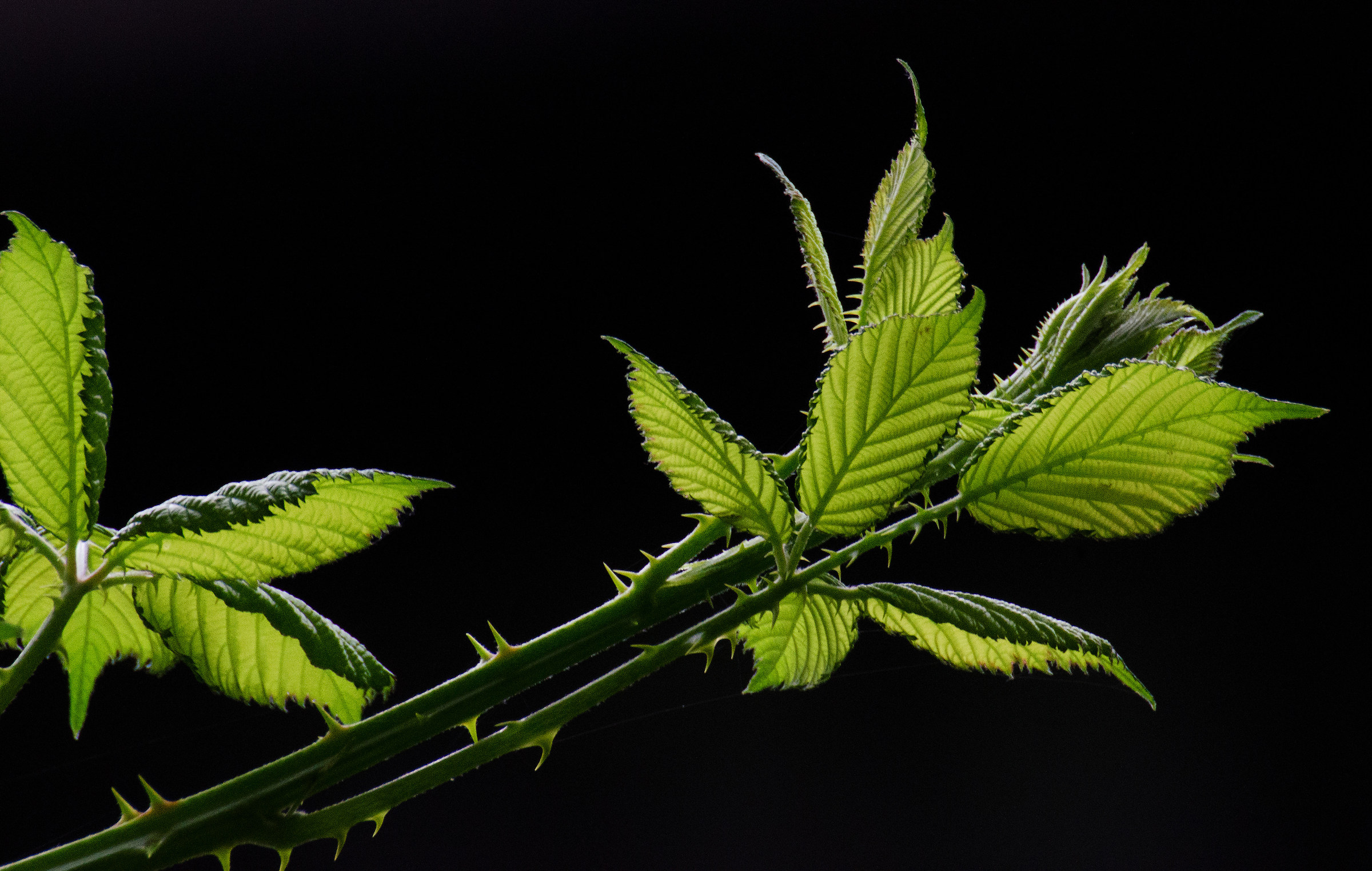 Test: Tamron SP 70-300mmm + Teleplus 2x TC