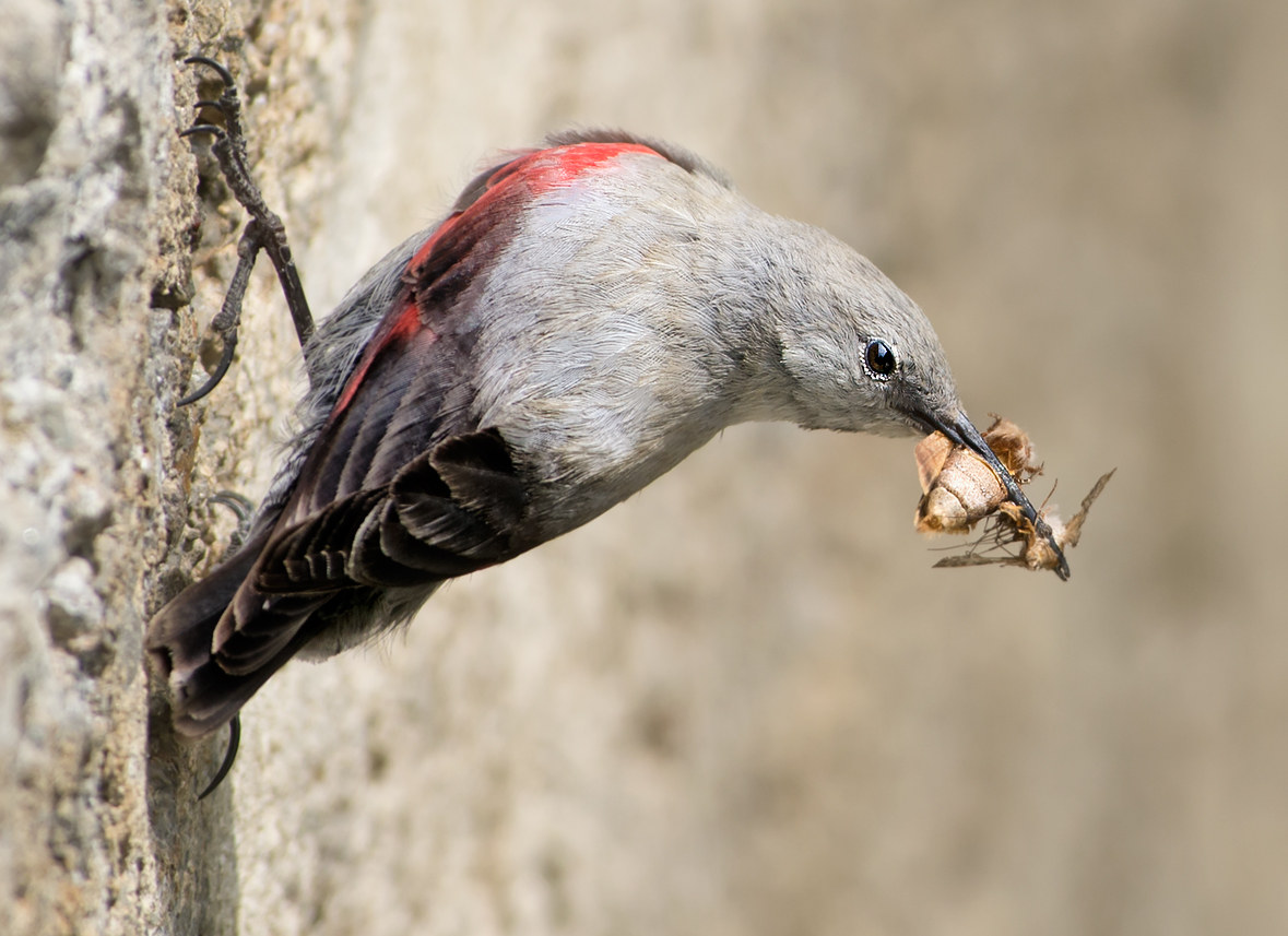Wallcreeper female