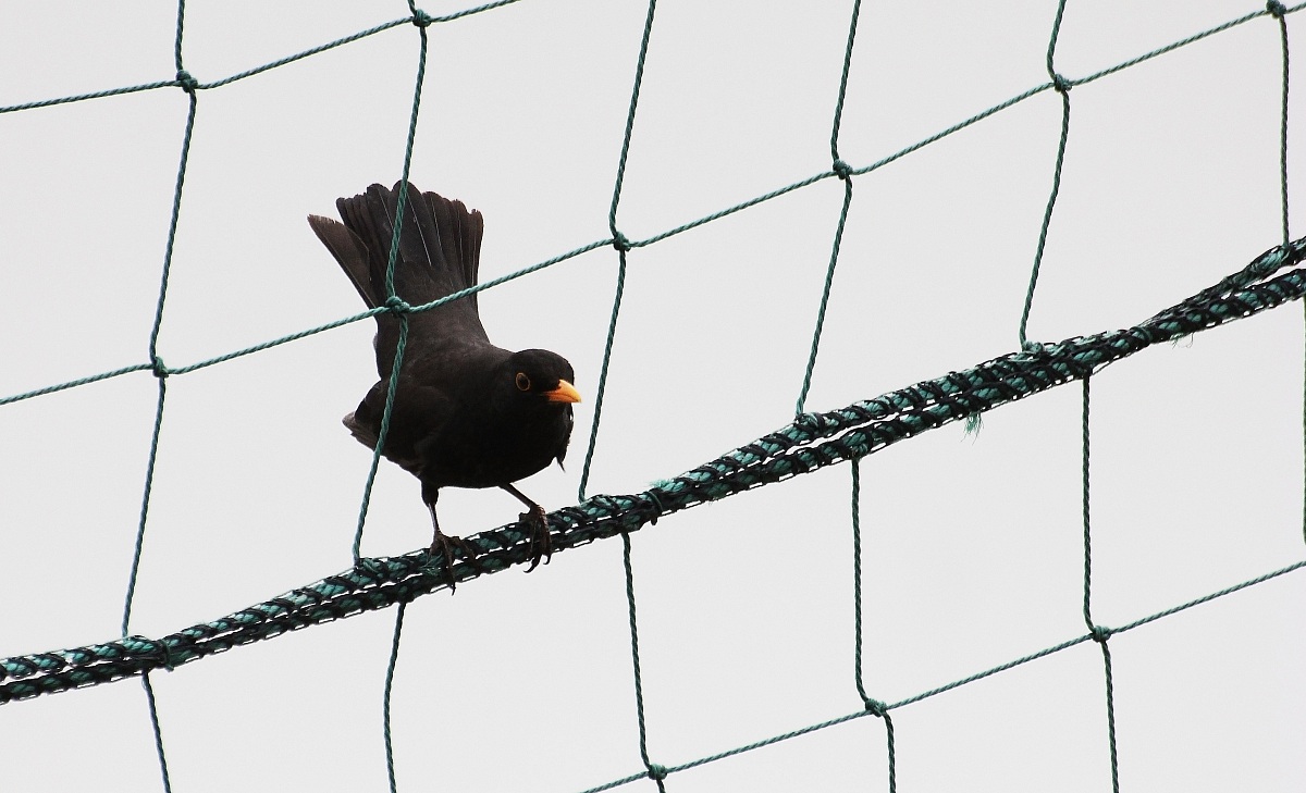 My first shot at a bird!