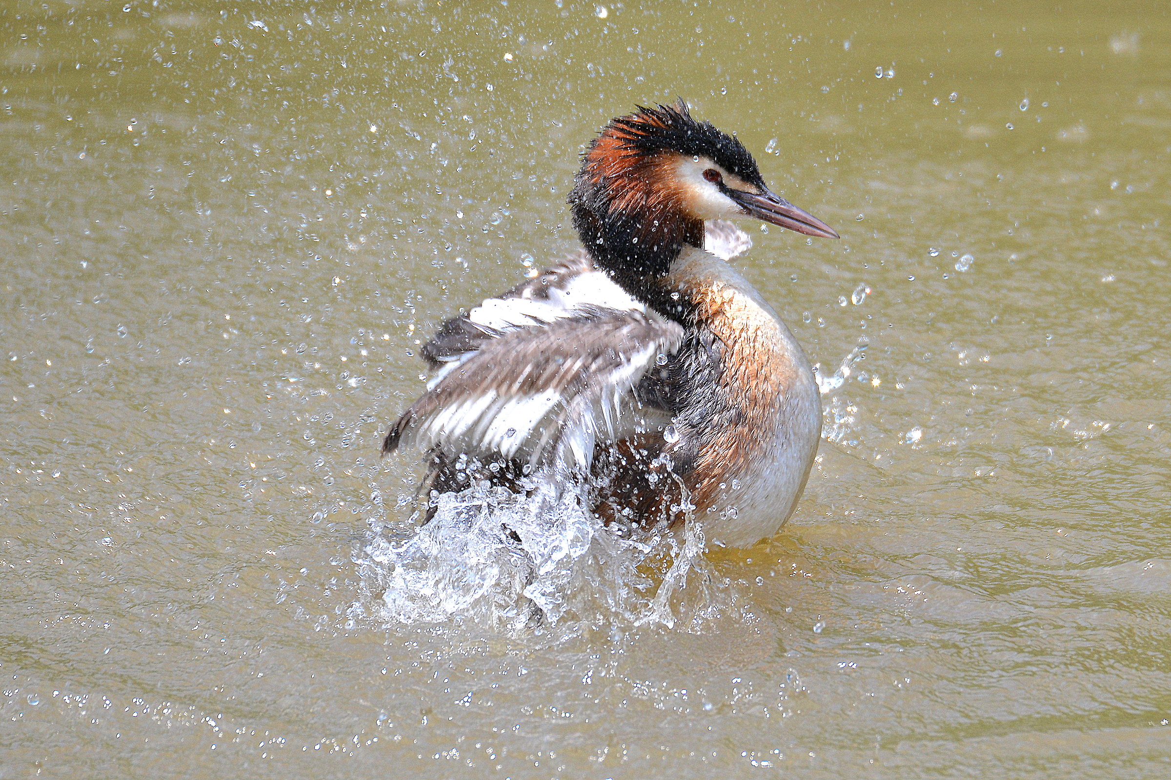 e' ora del bagnetto....