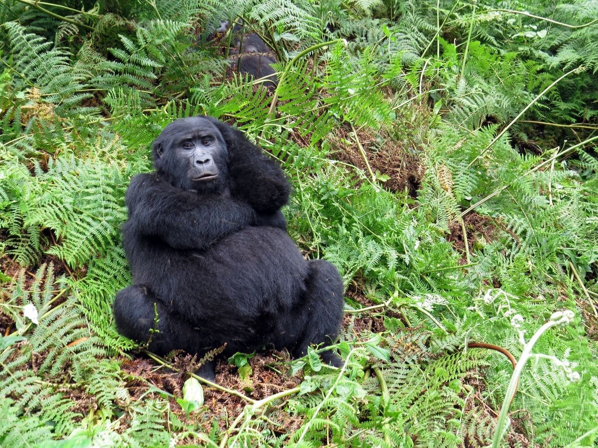 mountain gorillas