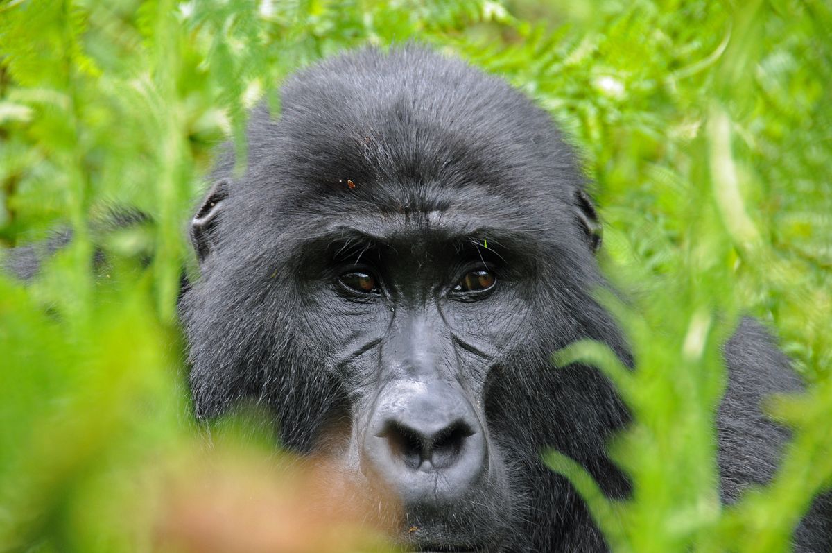 Bwindi gorillas mountain- Impenetrable- Uganda