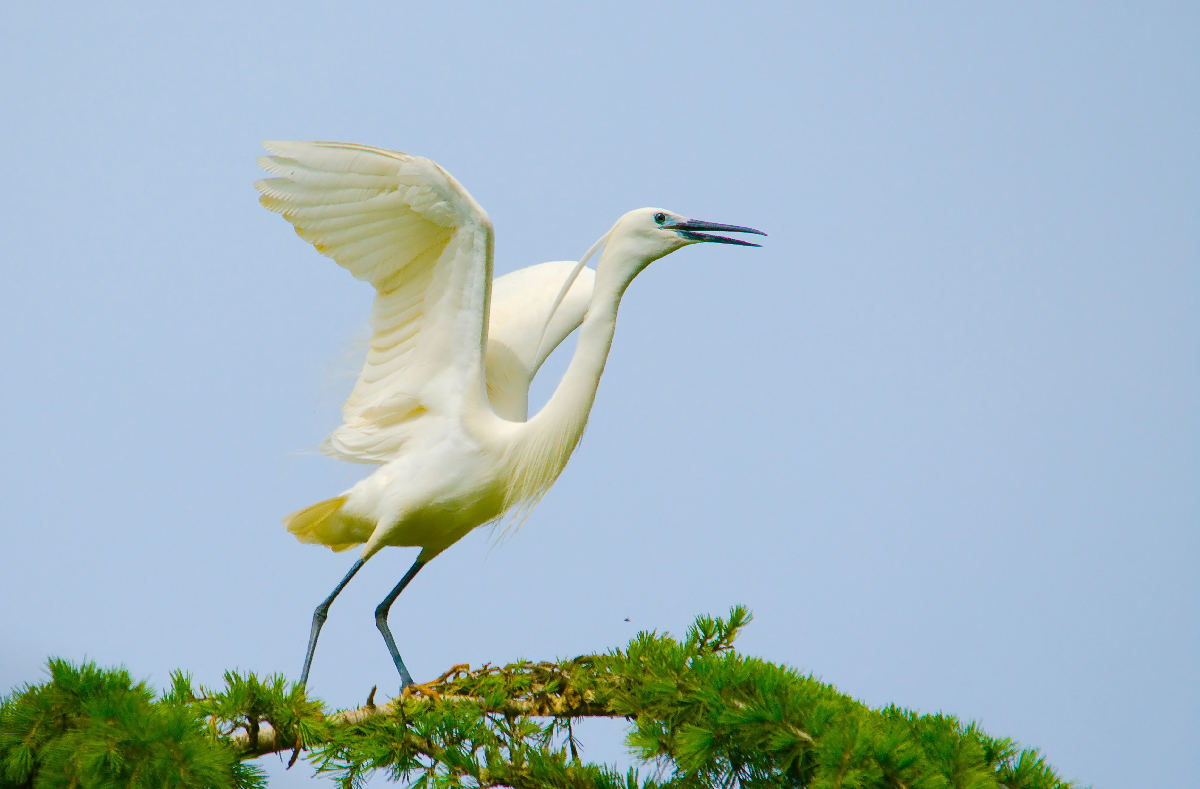 Garzetta spicca il volo