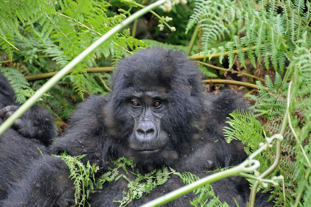 Gorillas mountain- female