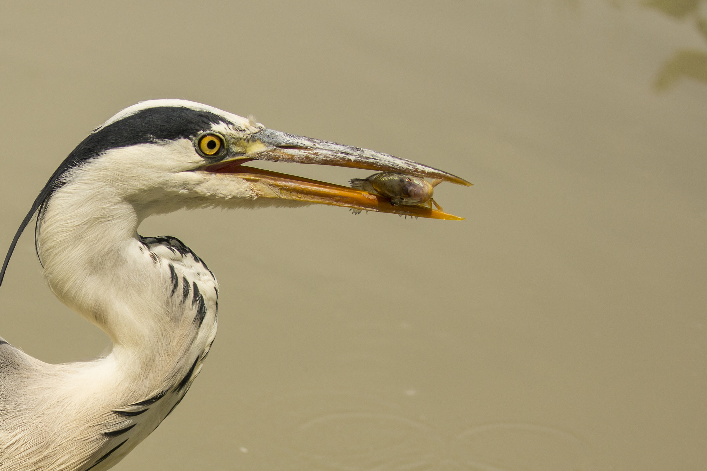 portrait gray heron