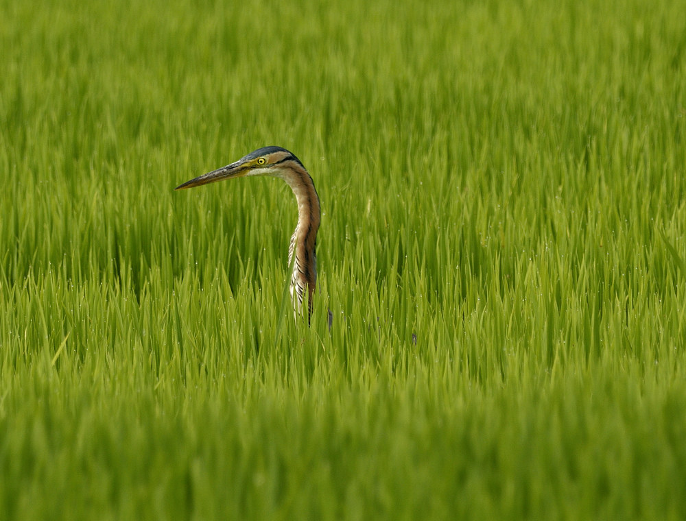 ...... In Green .. ,,,,