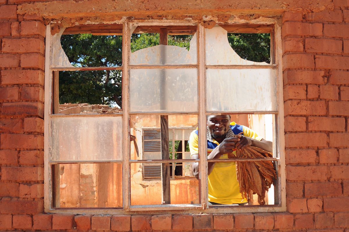 tobacco processing - Malawi-