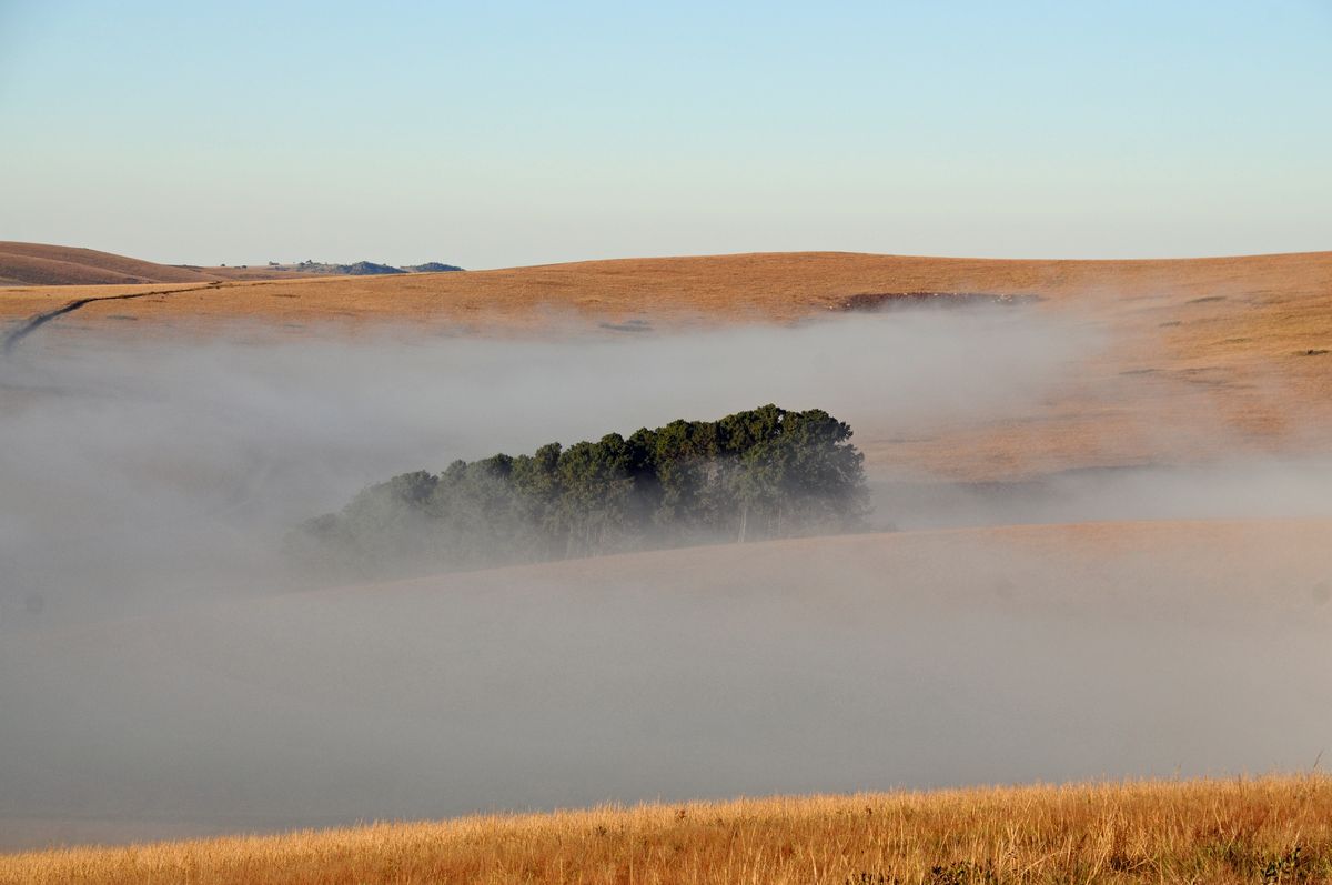 nebbia nel parco
