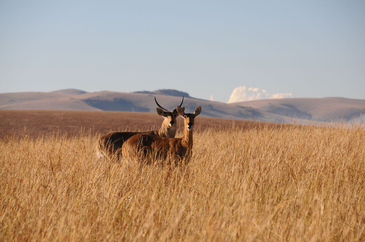 Nyika National Park