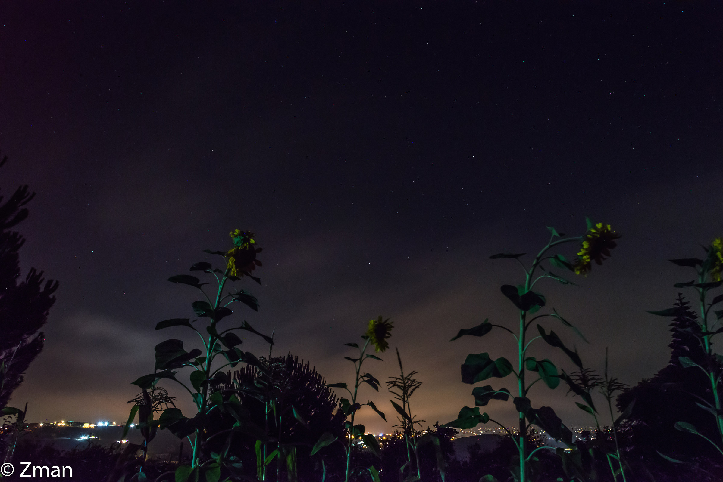 Girasoli di notte