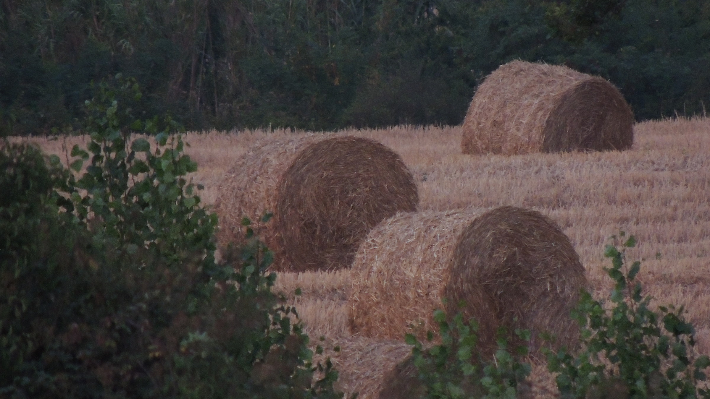 cambi di oscurità e natura