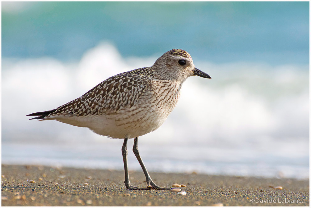 plover