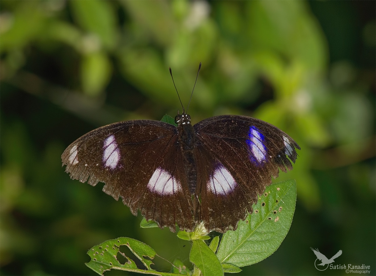 Danaid Eggfly.