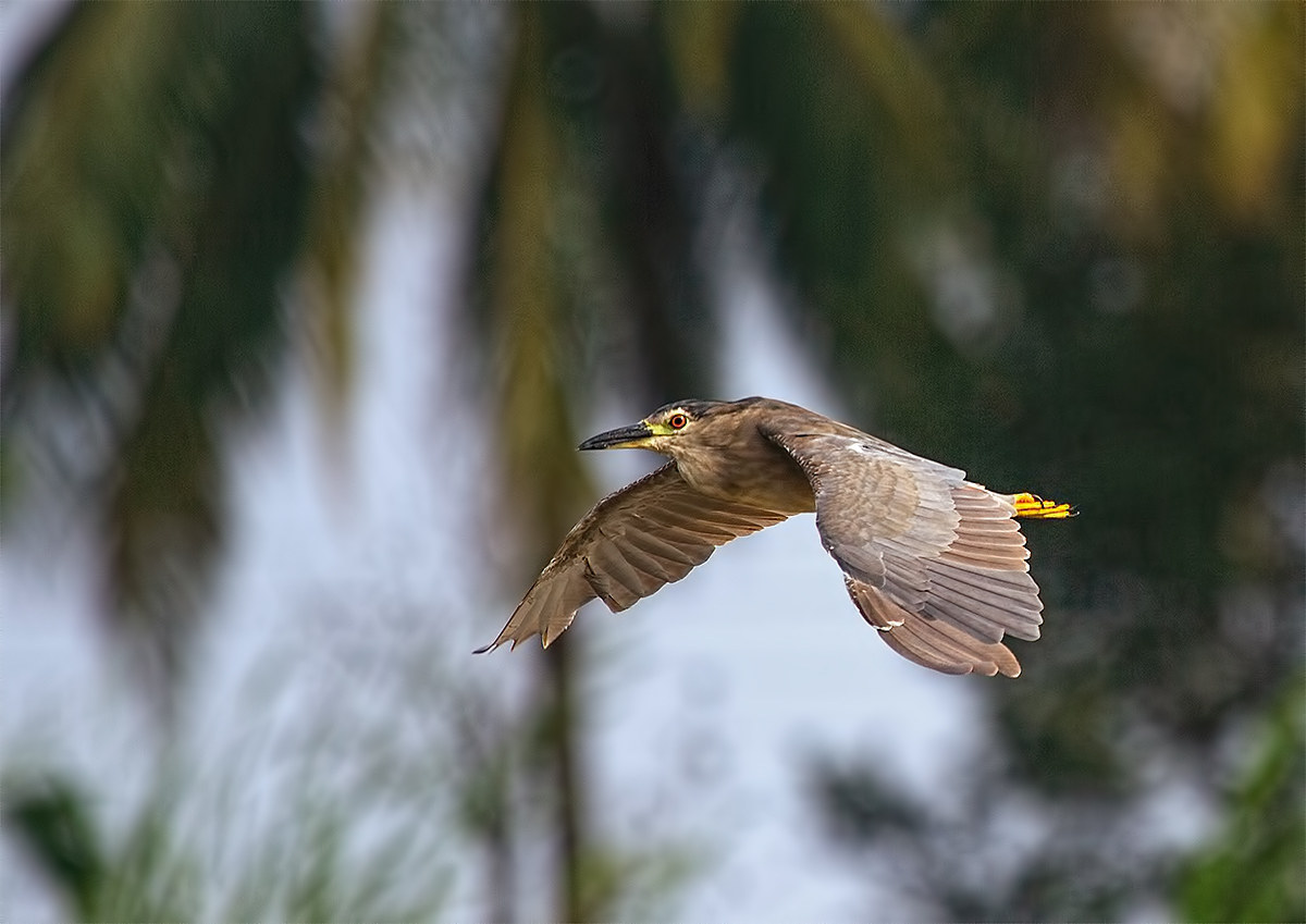 Black-crowned Night Heron.