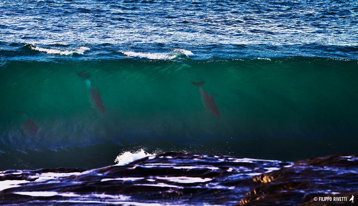 Dolphins ::