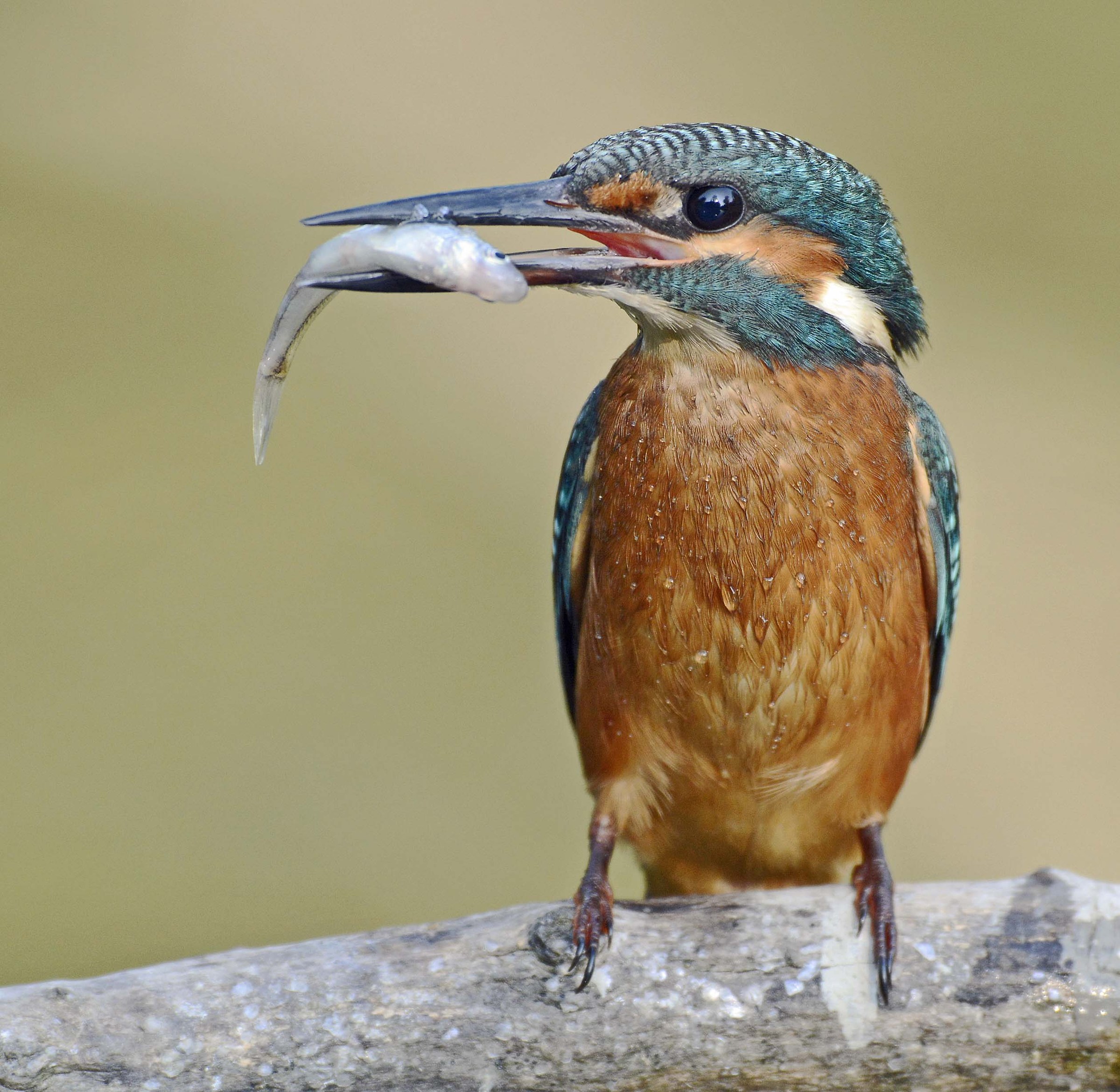 Kingfisher with fish
