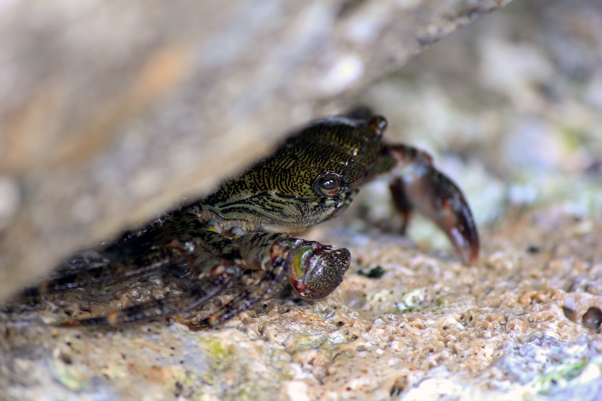 Crab hidden!