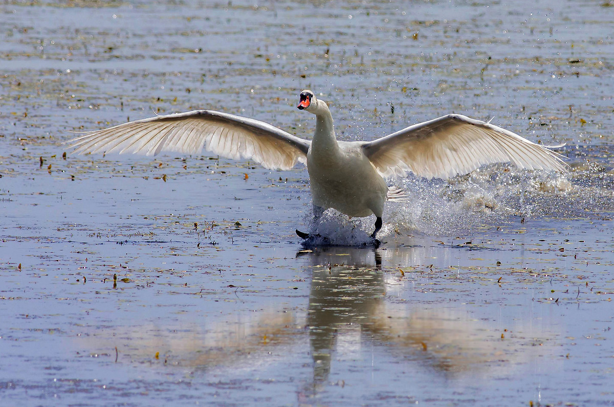 ammaraggio (splash down)