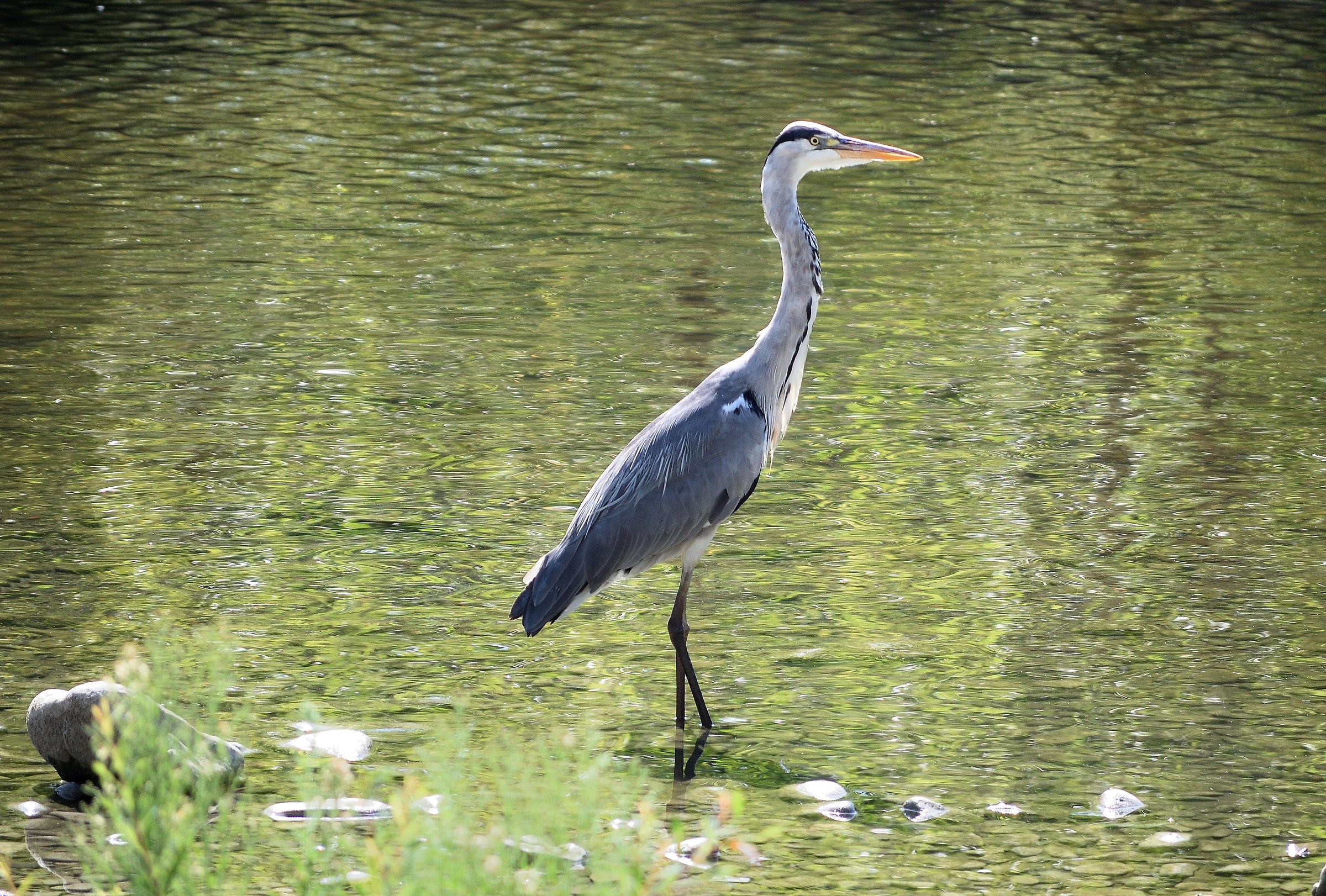 heron