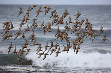 Calidris canutus