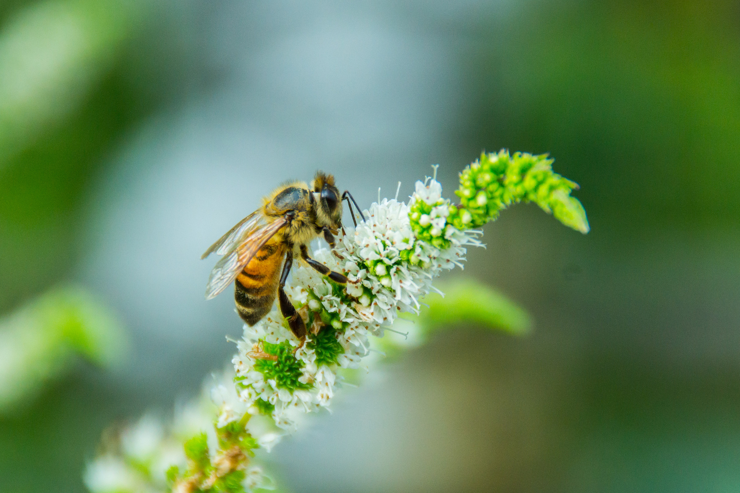 Ape su fiore di menta