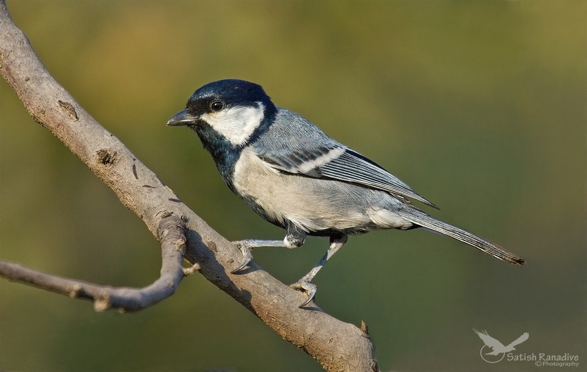 Great Tit.