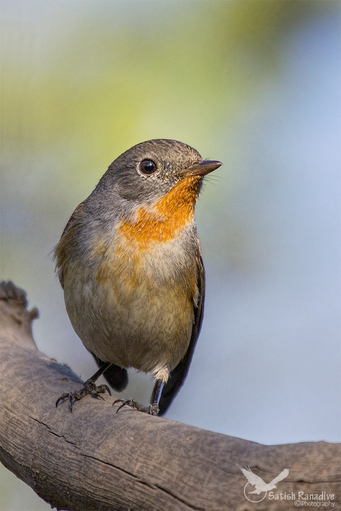 Red Throated Flycatche, male.
