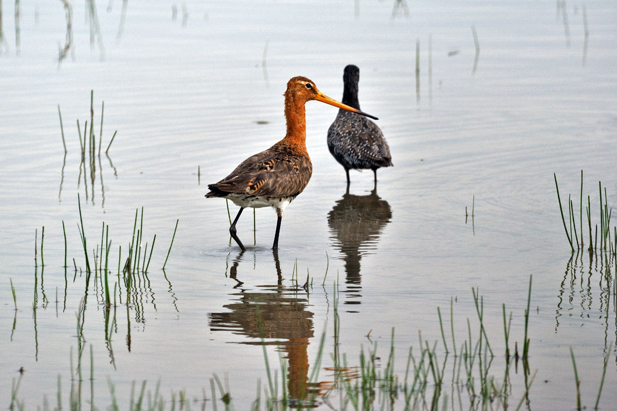 Limosa limosa