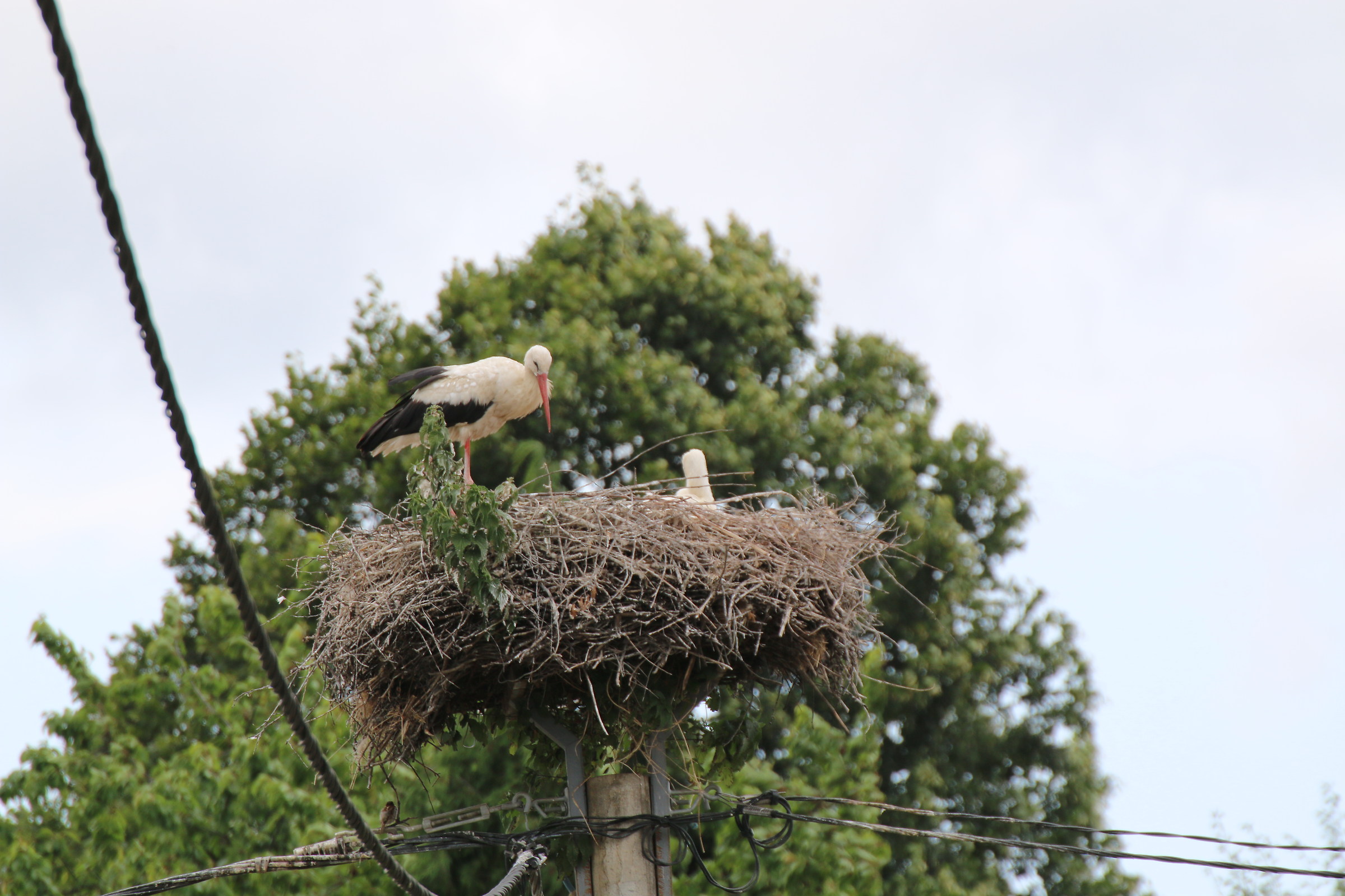 Storks in Slovenia